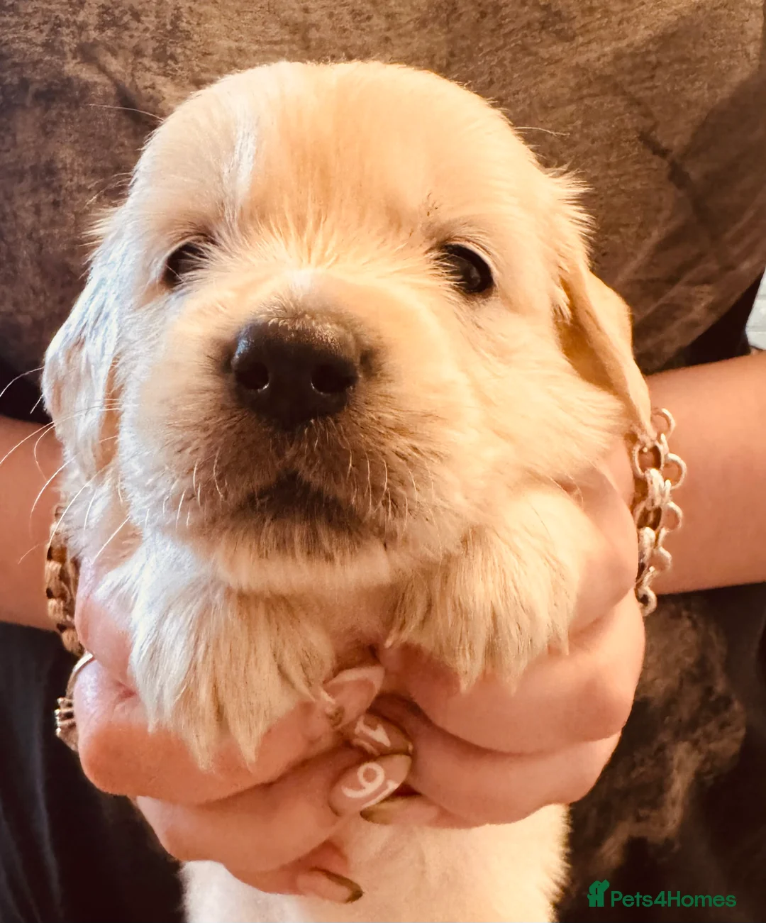 Golden Retriever dogs for sale: Golden retriever puppy last boy available - Advert 1