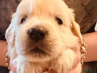 Golden Retriever dogs Golden retriever puppys - Advert 10