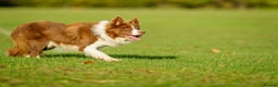 Border Collie dogs for stud: Proven Dual Reg Health Tested Red and White in Doncaster - Advert 1