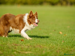 Border Collie dogs in Doncaster - Advert 14