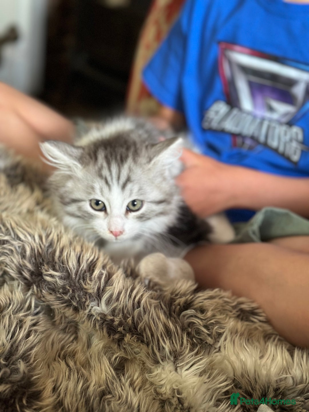 Siberian cats for sale: TICA Hypoallergenic Siberian Kittens family raised - Image 13