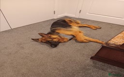 German Shepherd dogs for sale: Male german shepard  - Image 4