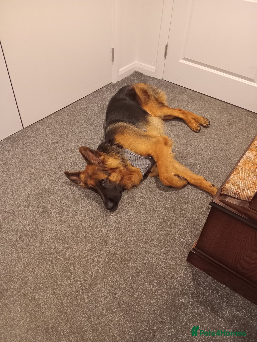 German Shepherd dogs for sale: Male german shepard  - Image 4
