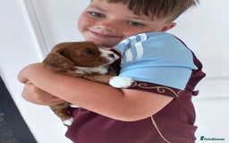 Cavapoo dogs for sale: Too cute to handle cavapoo puppies - Image 4