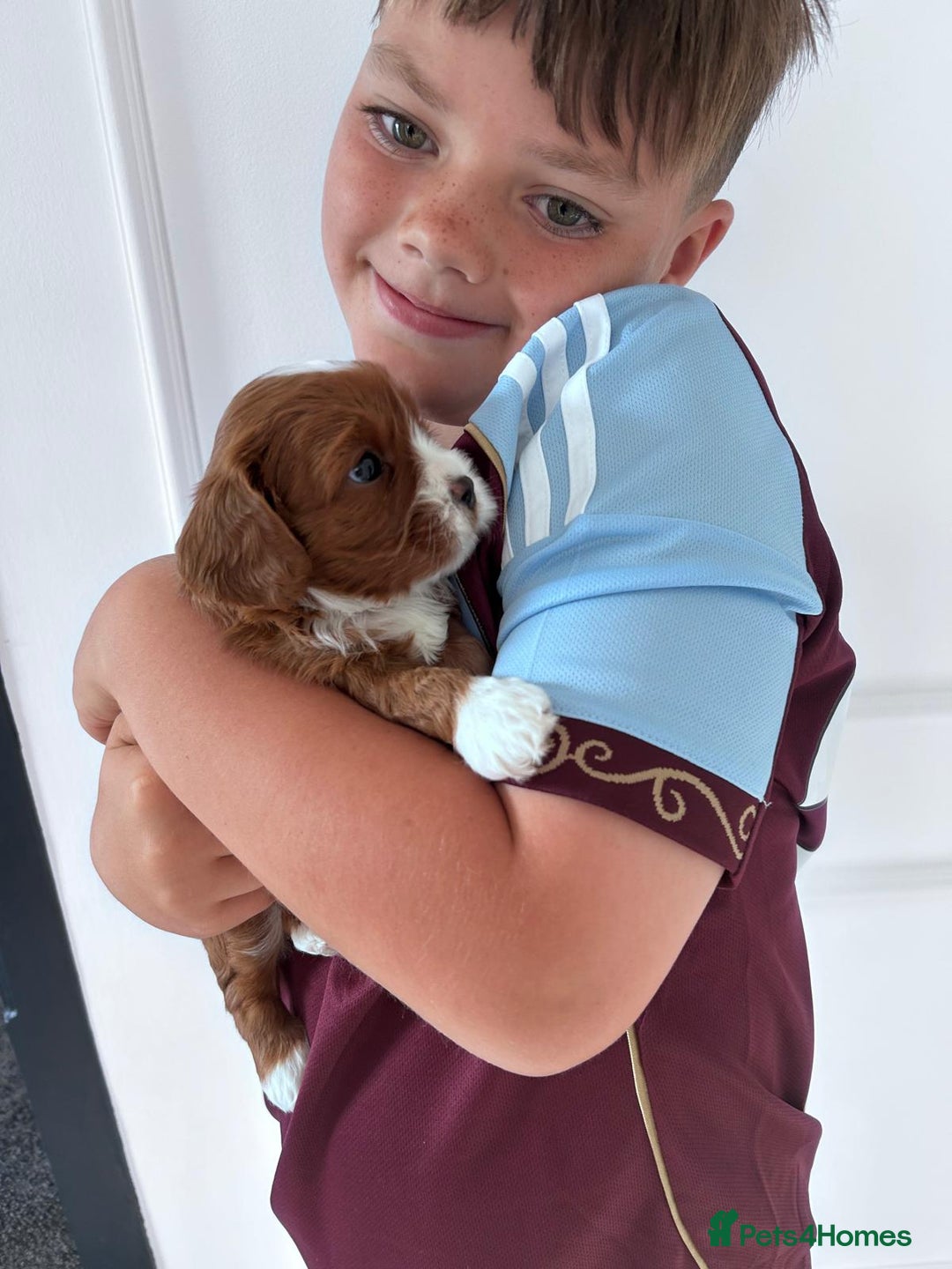 Cavapoo dogs for sale: Too cute to handle cavapoo puppies - Image 4