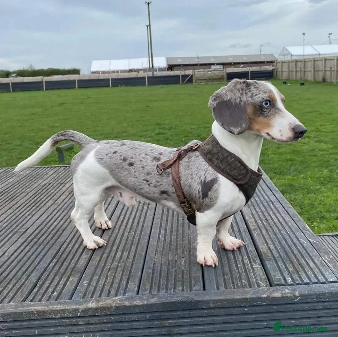 Miniature Dachshund dogs for stud: BLUE DAPPLE PIEBALD STUD CARRYING LONG HAIR CHOCO in Liverpool - Advert 5