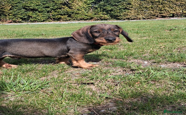 Dachshund dogs - Advert 2