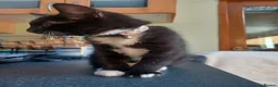 Mixed Breed cats for sale: Playful, loving, and gorgeous kittens  - Advert 19