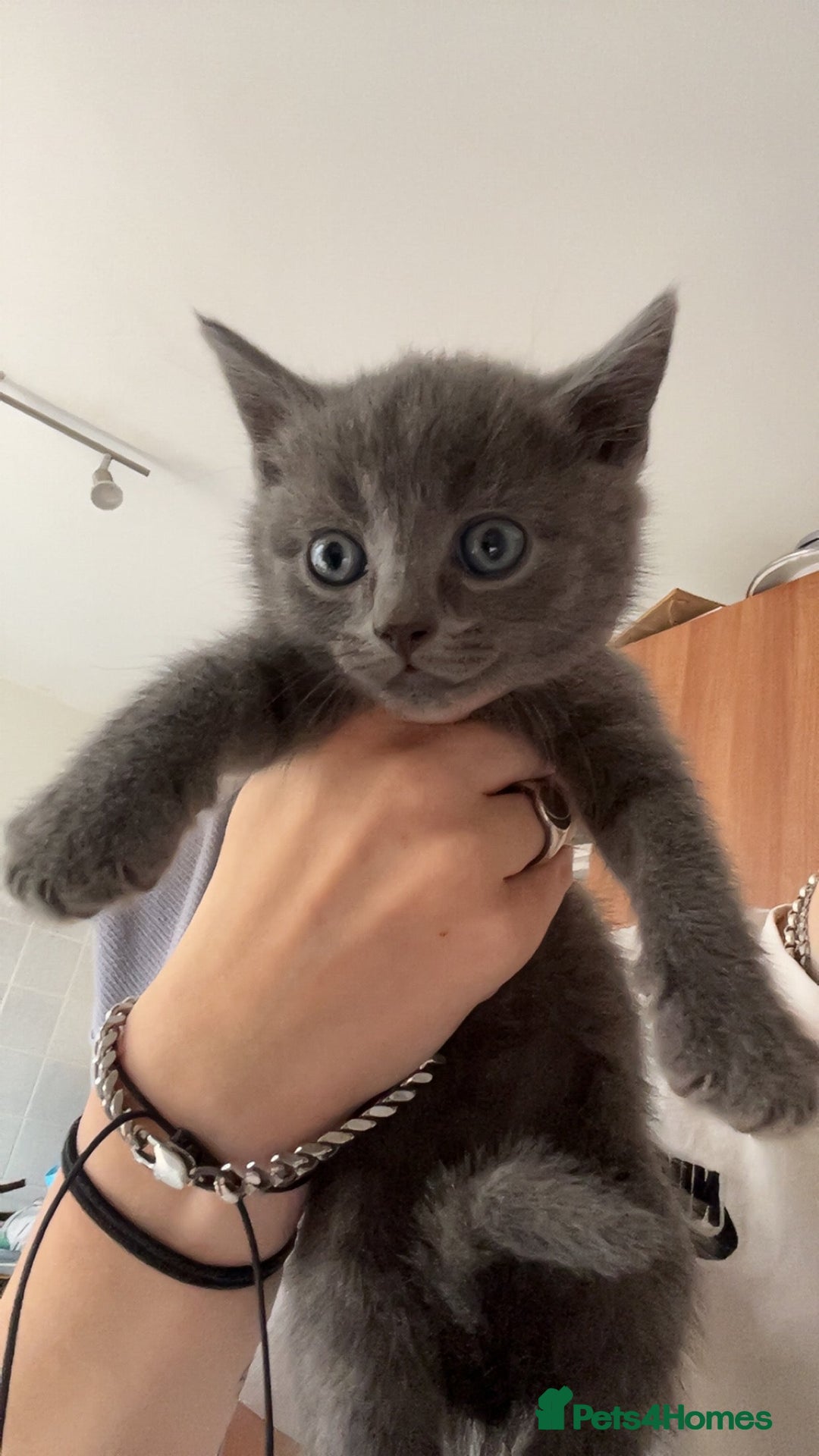 British Shorthair cats for sale: Male British Shorthair ( if need be I can deliver) - Advert 2