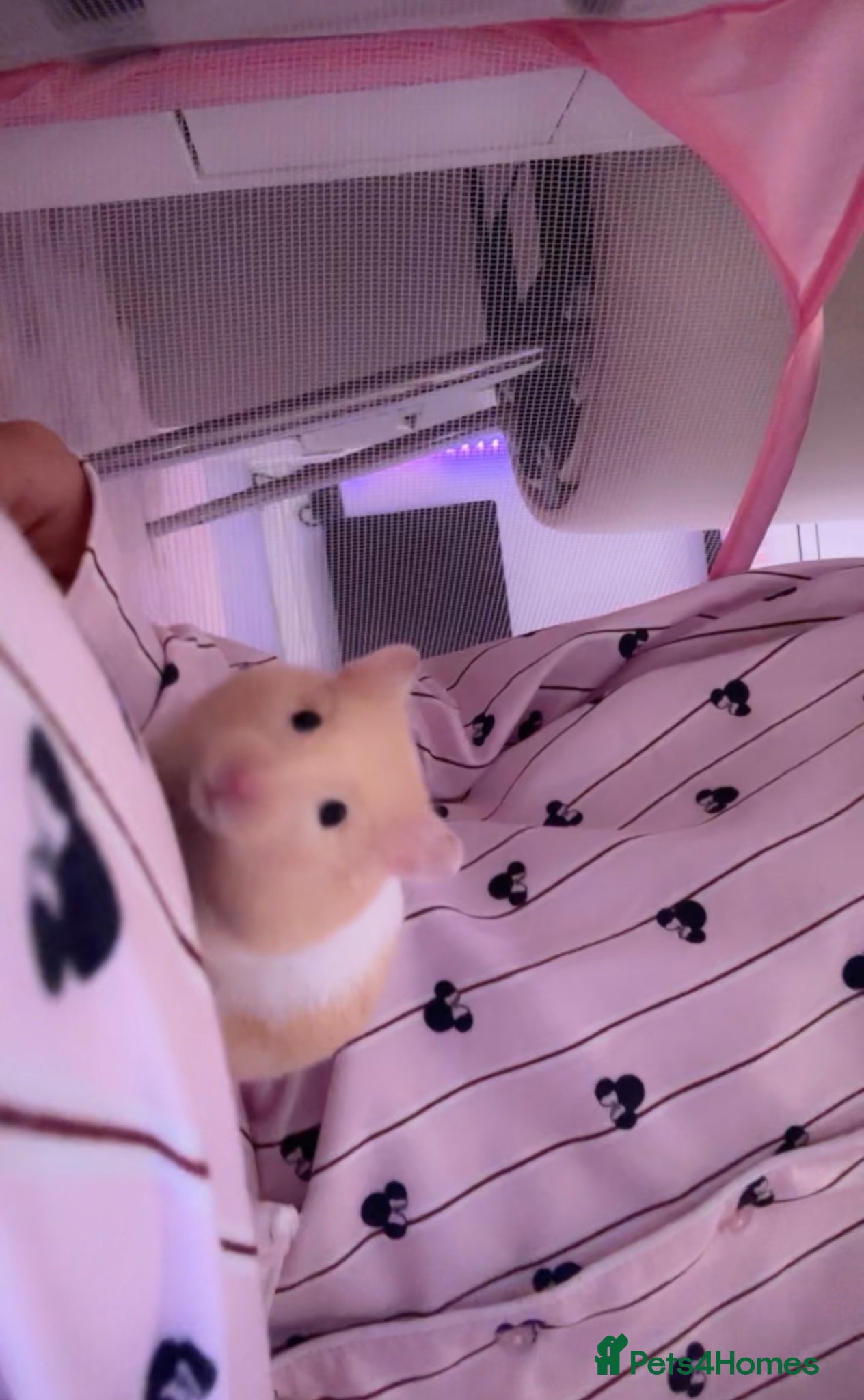 Hamster rodents Syrian male hamster - Advert 3