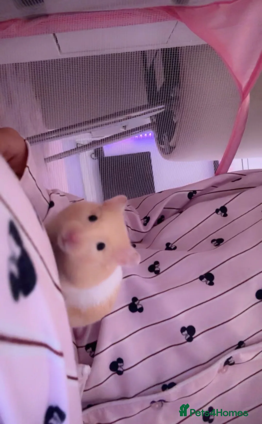 Hamster rodents for sale: Syrian male hamster in London - Advert 1