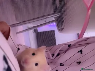 Hamster rodents Syrian male hamster - Advert 5