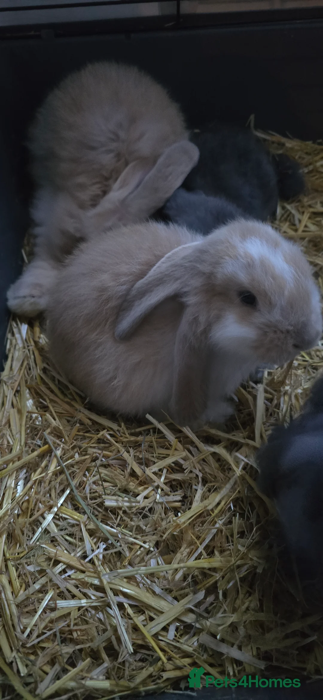 French Lop rabbits for sale: Giant French Lops  - Advert 2