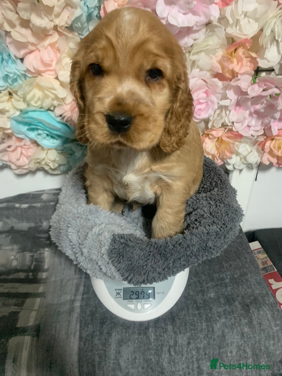 Cocker Spaniel dogs for sale: KC Registered Quality Show Type Cocker Puppies   - Advert 10