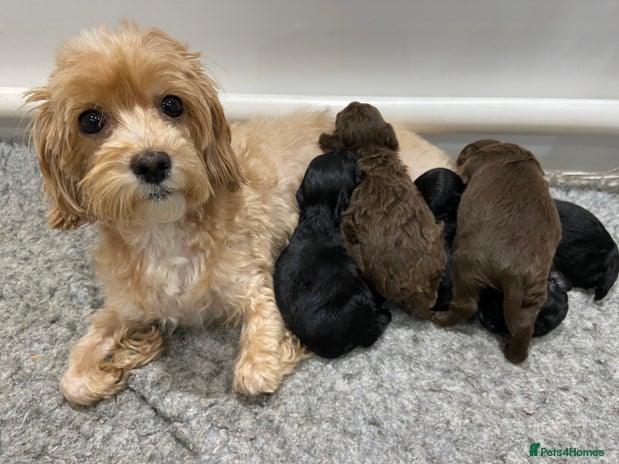 Maltipoo dogs - Advert 1