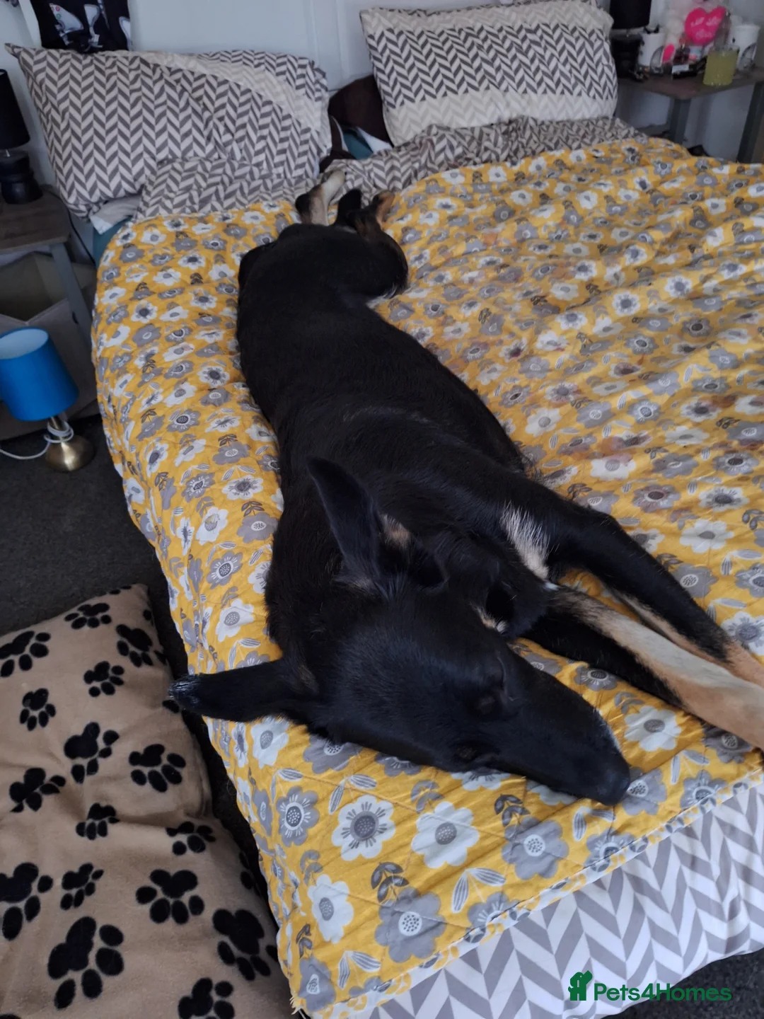 Mixed Breed dogs for sale: Two lovely puppies  - Advert 2