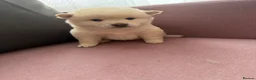 Japanese Shiba Inu dogs for sale: Health tested Shiba puppies - Advert 19