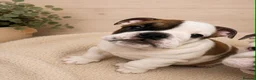English Bulldog dogs for sale:  KC Reg English bulldog pups genuine breed colour - Advert 13