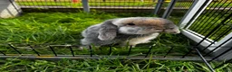 Mini Lop rabbits for sale: 🩷🩵 Lilac Tort and harlequin mini lops 🩵🩷 - Advert 13