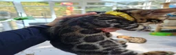 Bengal cats for sale: ❤️ Gorgeous Pure Bengal Babies! ❤️ - Advert 26