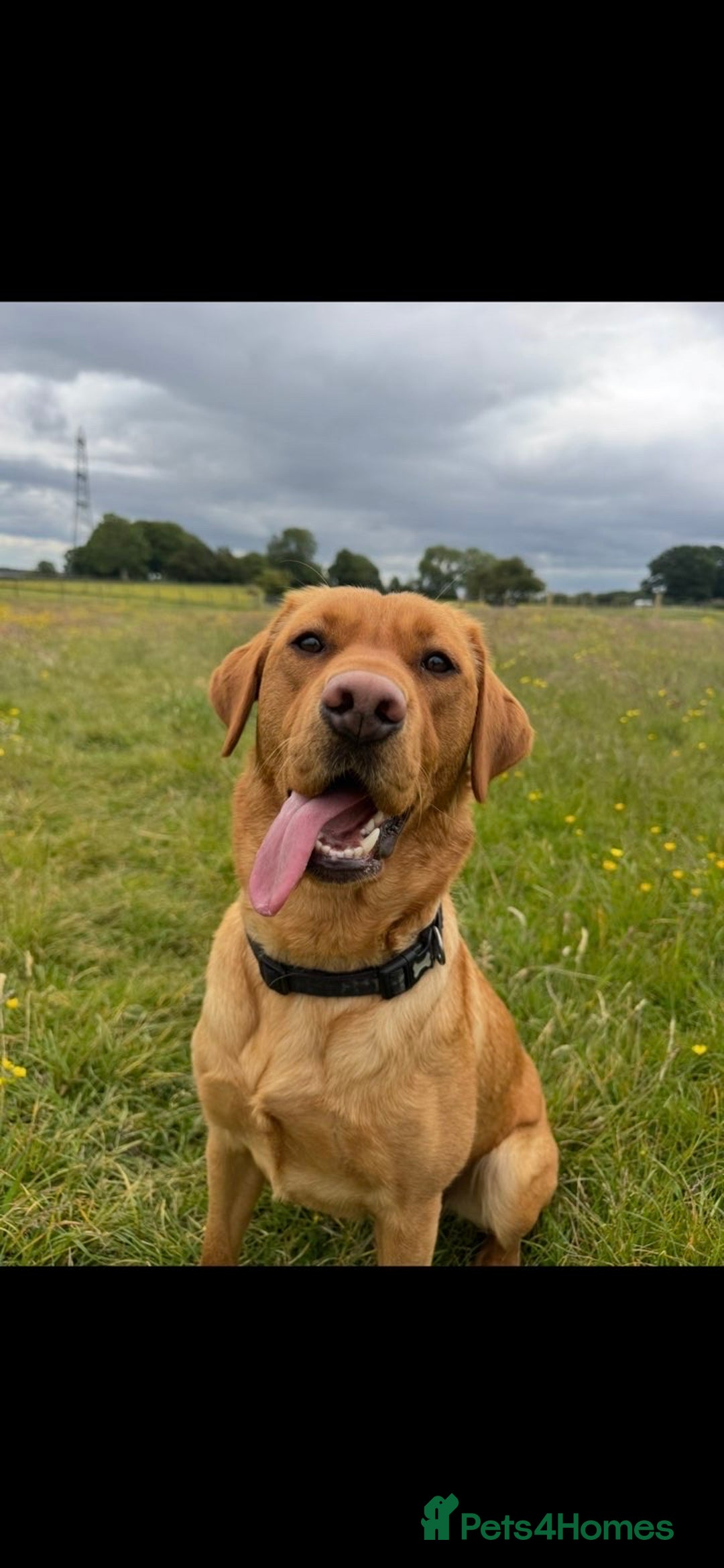 Labrador Retriever dogs for sale: Fox red Labrador puppies.  - Advert 1