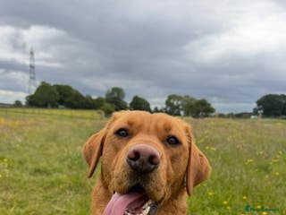 Labrador Retriever dogs Fox red Labrador puppies. - Advert 13