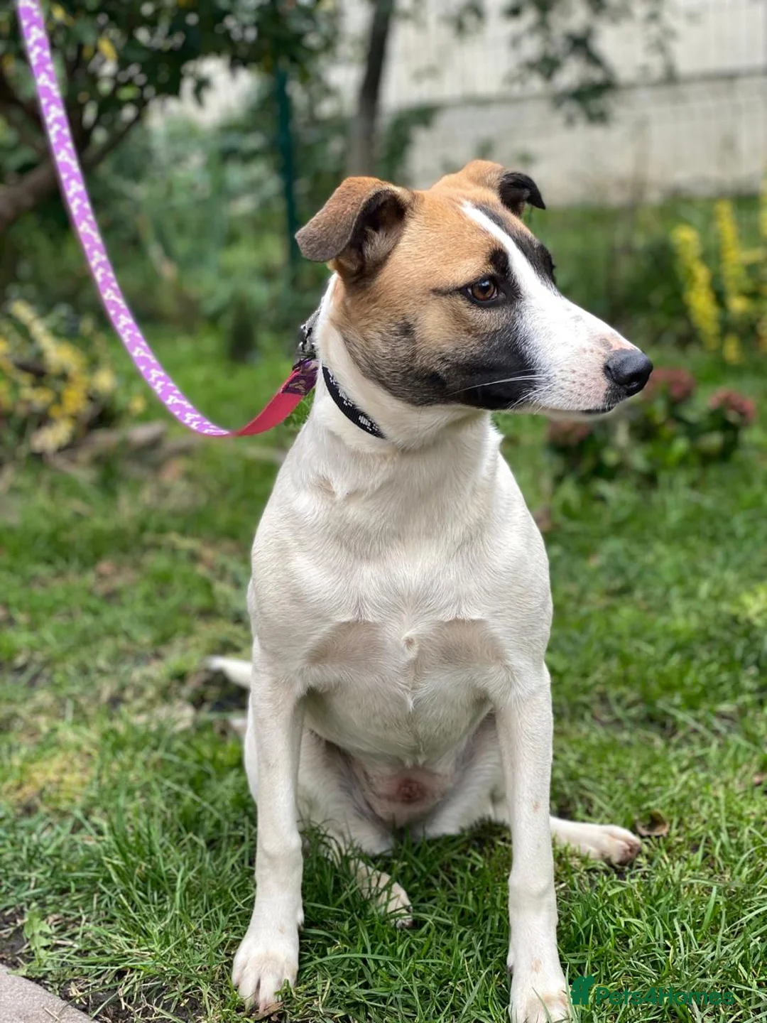 Mixed Breed dogs for adoption: ❤️ZAYKA❤️ 11 months, Playful Spirit, Loving Heart - Advert 5