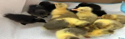 Ducks poultry for sale: Cayuga cross ducklings  and goslings various ages - Advert 1
