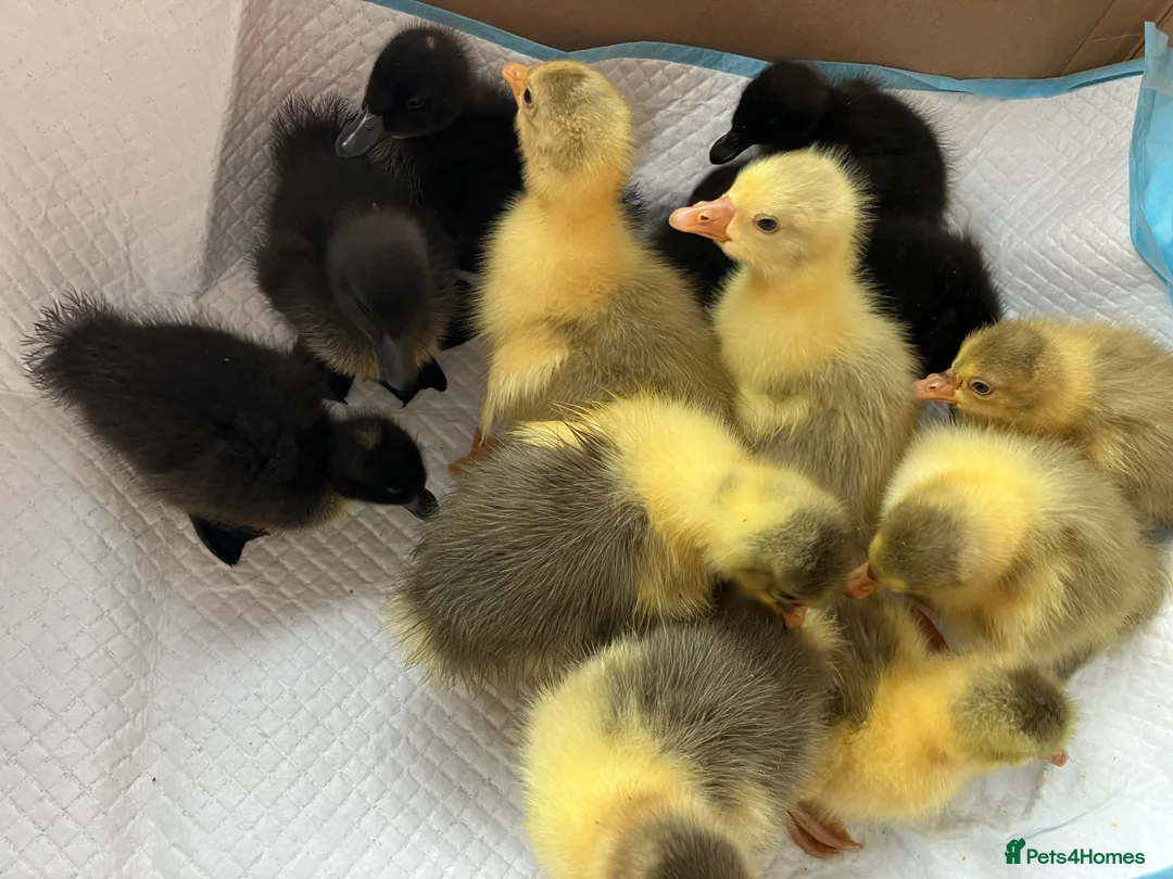 Ducks poultry for sale: Cayuga cross ducklings  and goslings various ages - Advert 1