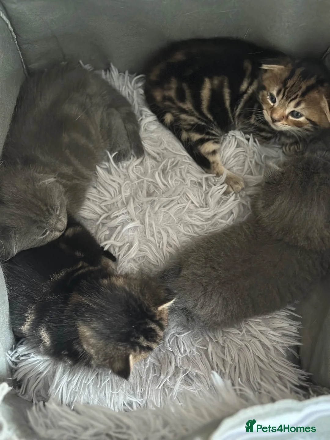 Scottish Fold cats for sale: 🐱 PURE SCOTTISH FOLD KITTENS 🐱  - Advert 8