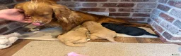 Cockapoo dogs for sale: Beautiful F1 Cockapoos in King's Lynn - Advert 4