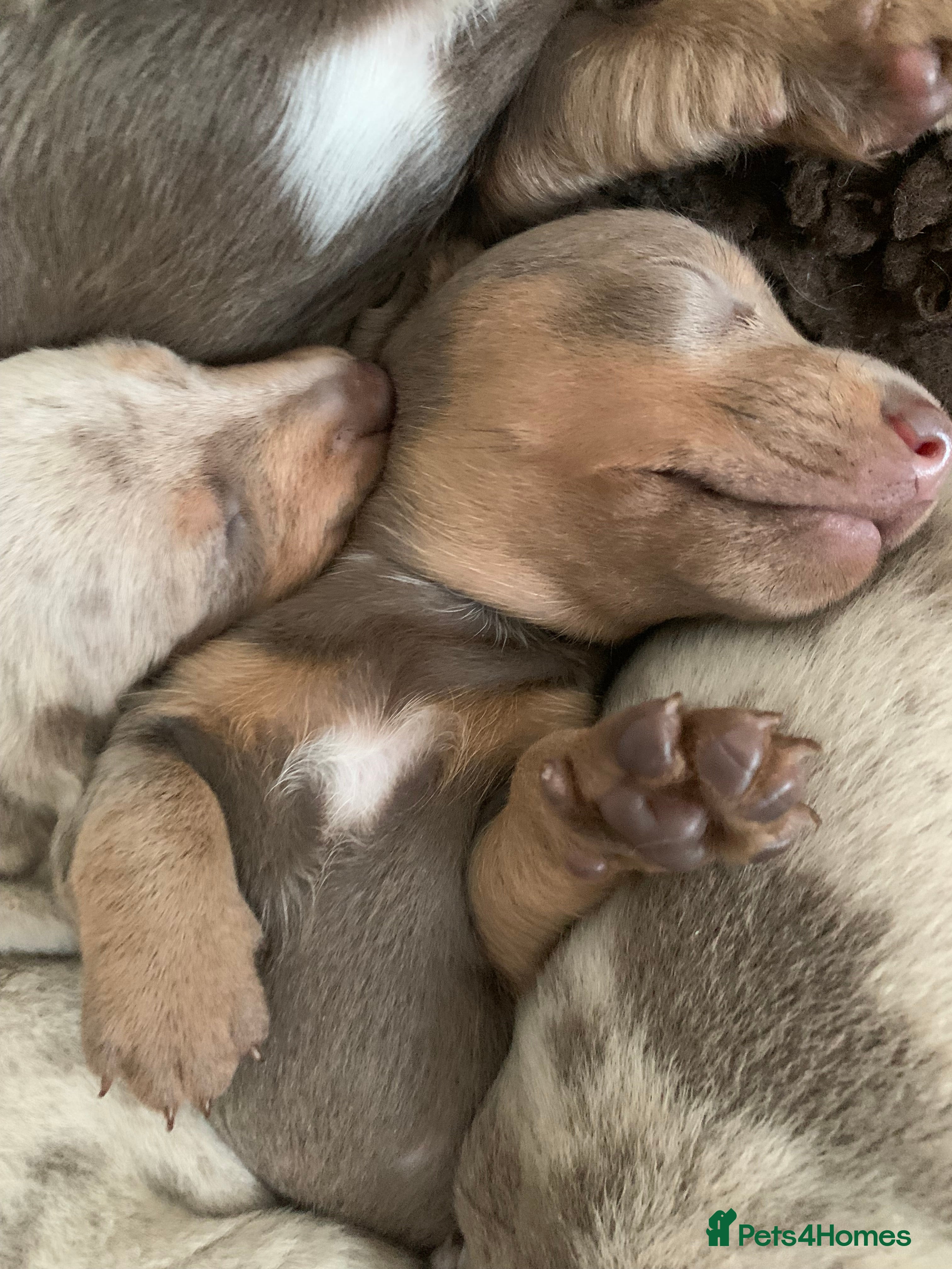 Miniature Dachshund dogs 💎 TOP QUALITY KC REG & PRA CLR MINI DACHSHUNDS💎 - Advert 2