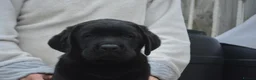 Labrador Retriever dogs for sale: Stunning Puppies From Show Winning Parents - Advert 21