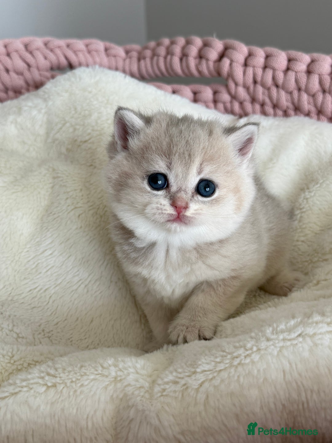 British Shorthair cats for sale: Golden Blue British Shorthair kittens  - Advert 18