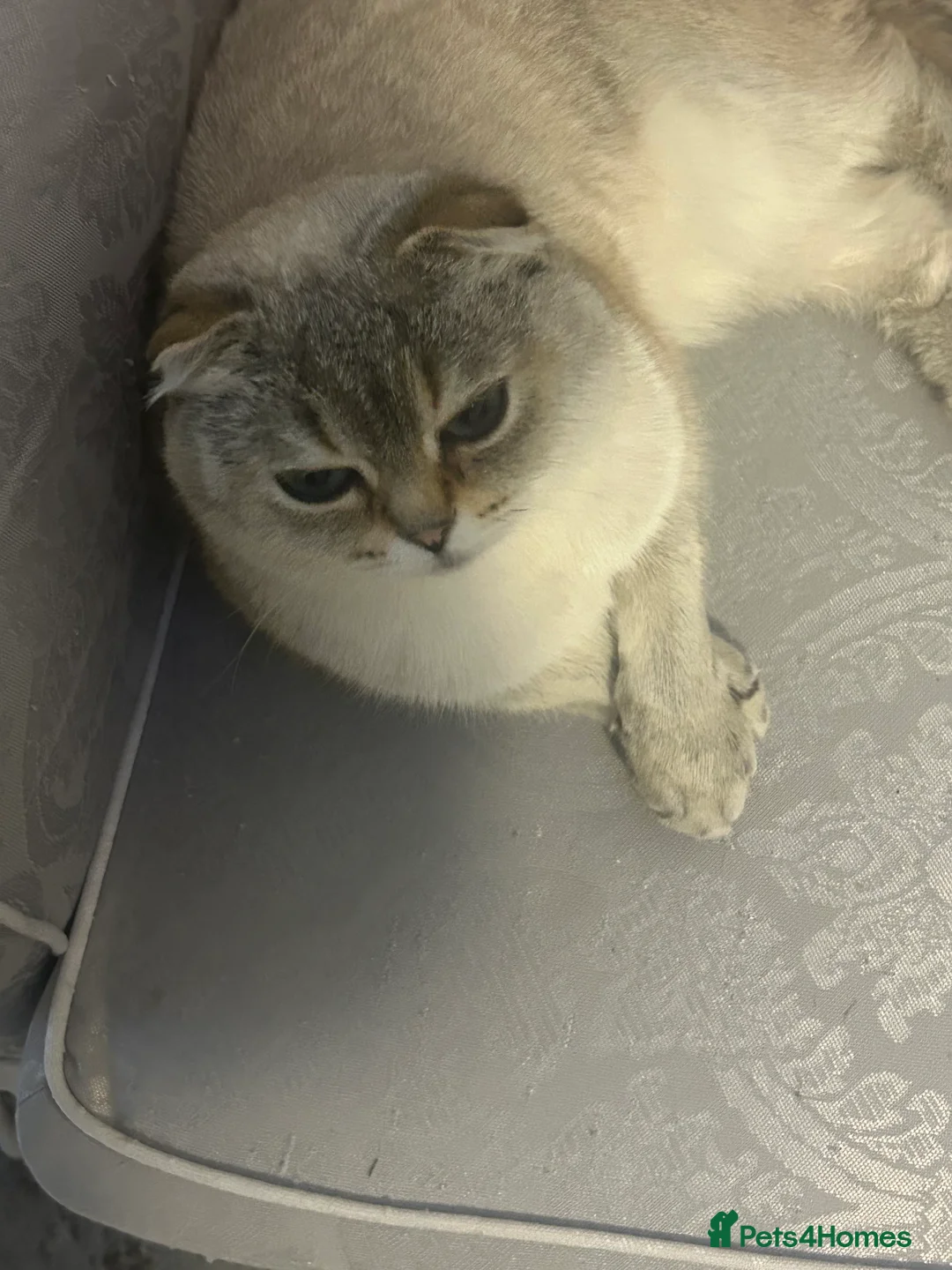 Mixed Breed cats for sale: Female kittens for sale  - Advert 2