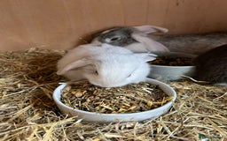 Mini Lop rabbits for sale: Beautiful mini lops bunnies,  various colours  - Image 2