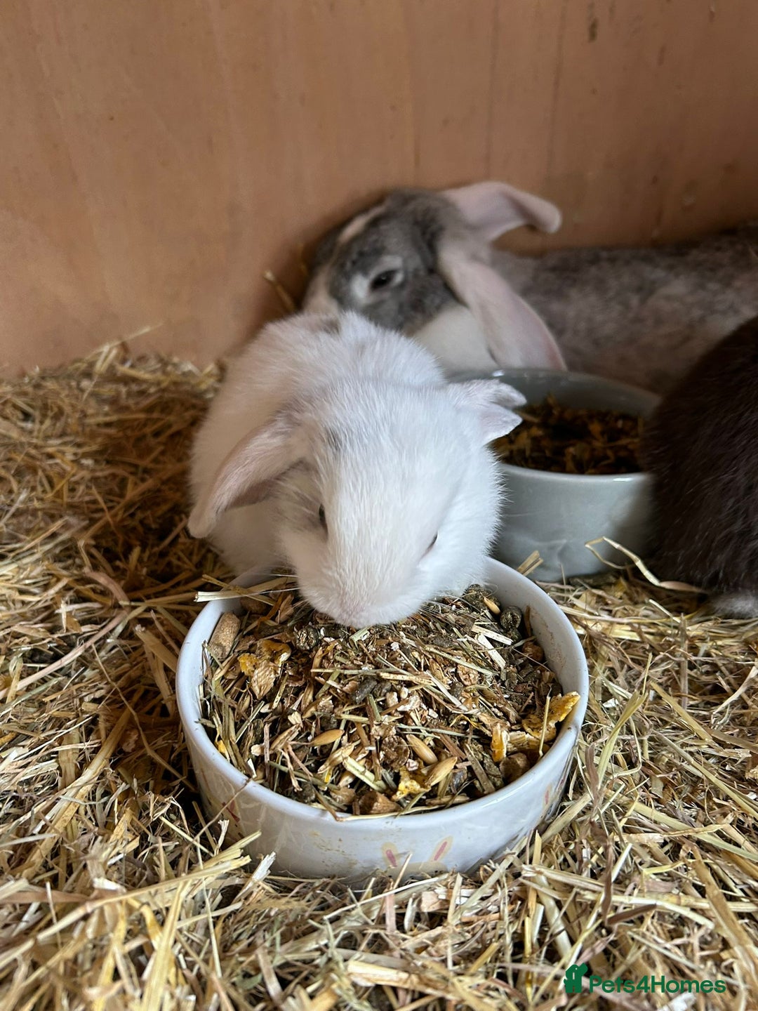 Mini Lop rabbits for sale: Beautiful mini lops bunnies,  various colours  - Image 2