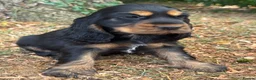 Cocker Spaniel dogs for sale: KC REGISTERED 100% SHOWTYPE HEALTH TESTED PARENTS - Advert 7
