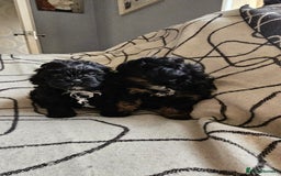 Shihpoo dogs for sale: Lovely small  shipoo - Image 3