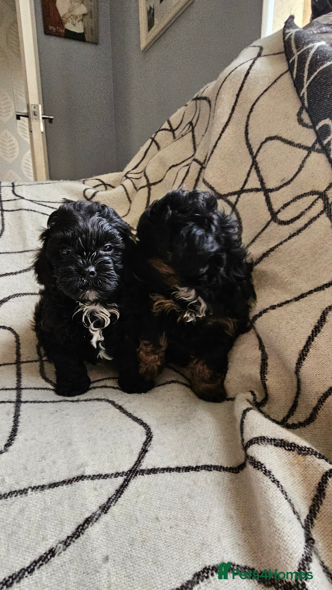 Shihpoo dogs for sale: Lovely small  shipoo - Image 3