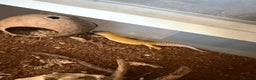 Leopard Gecko reptiles for sale: Leopard geckos for sale  - Advert 10