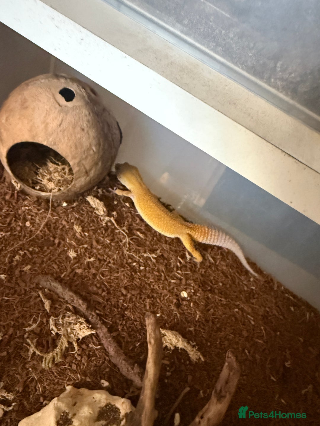 Leopard Gecko reptiles for sale: Leopard geckos for sale  - Advert 10