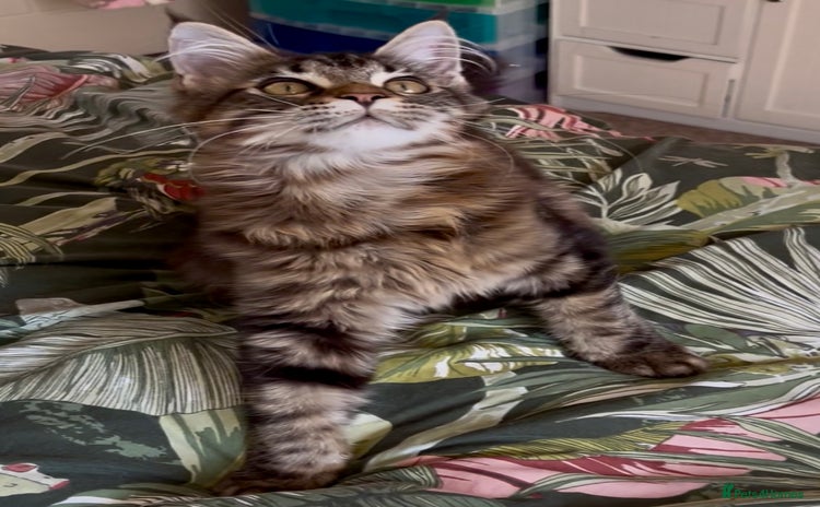 Maine Coon cats - Advert 8