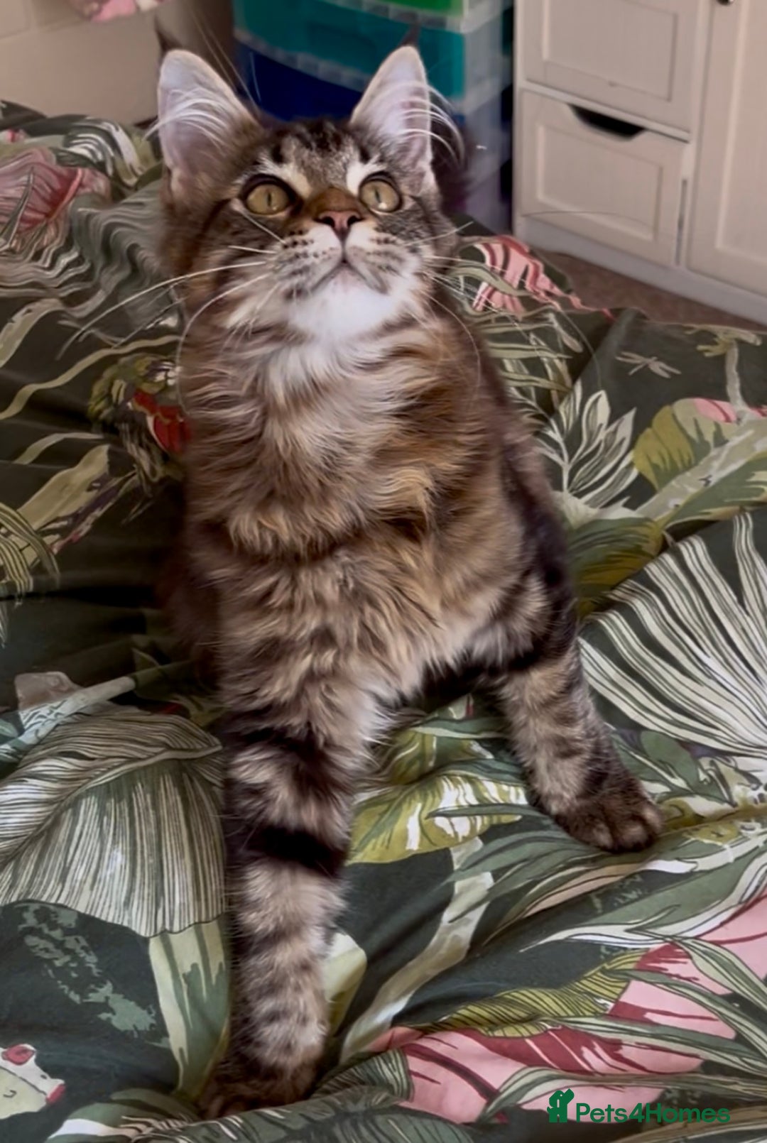 Maine Coon cats for sale: Pick Me! GCCF Registered Maine Coon Girl Ready Now - Image 1