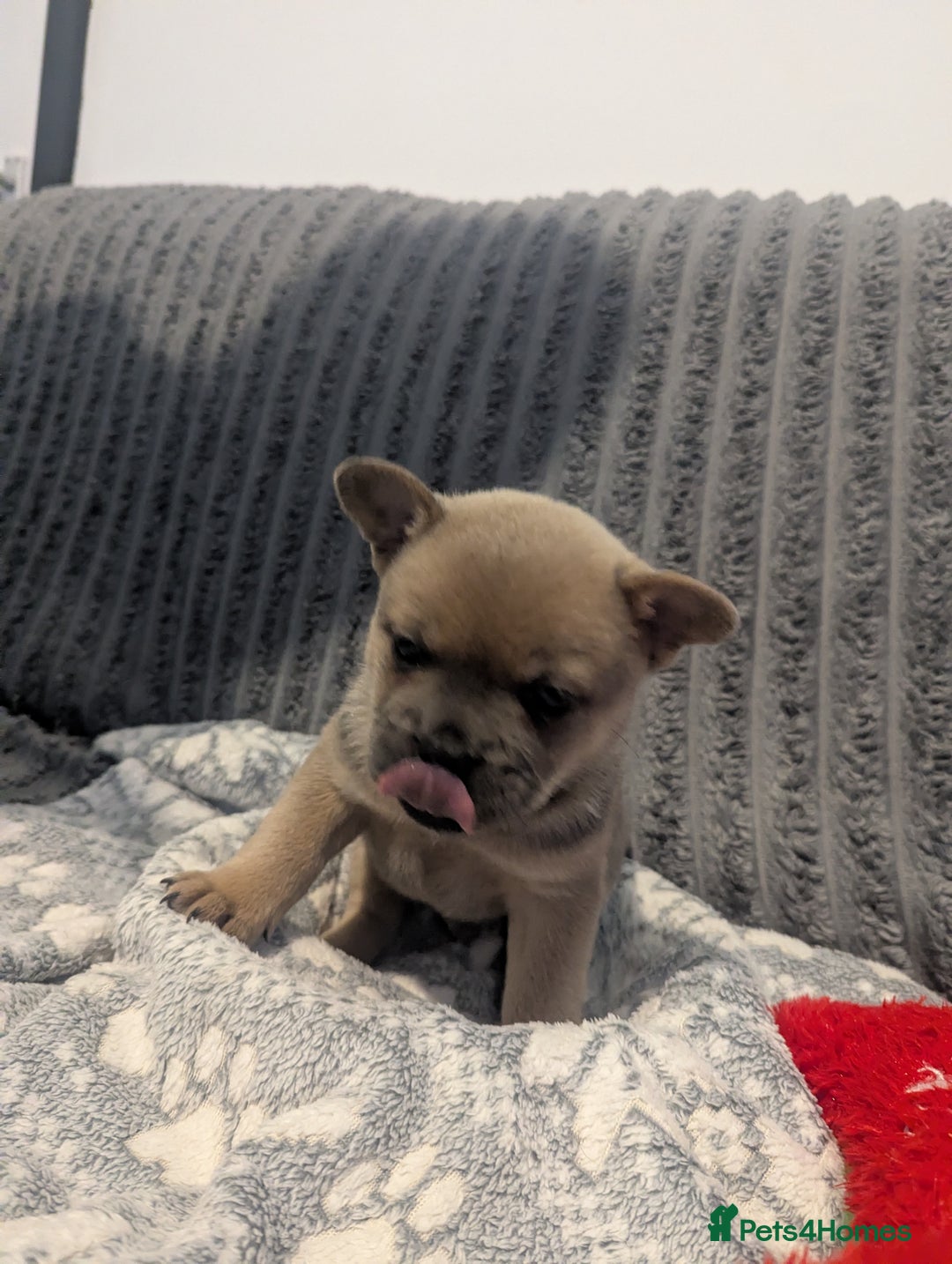 Mixed Breed dogs for sale: Beautiful Frenchie x chow chow puppies. - Advert 6