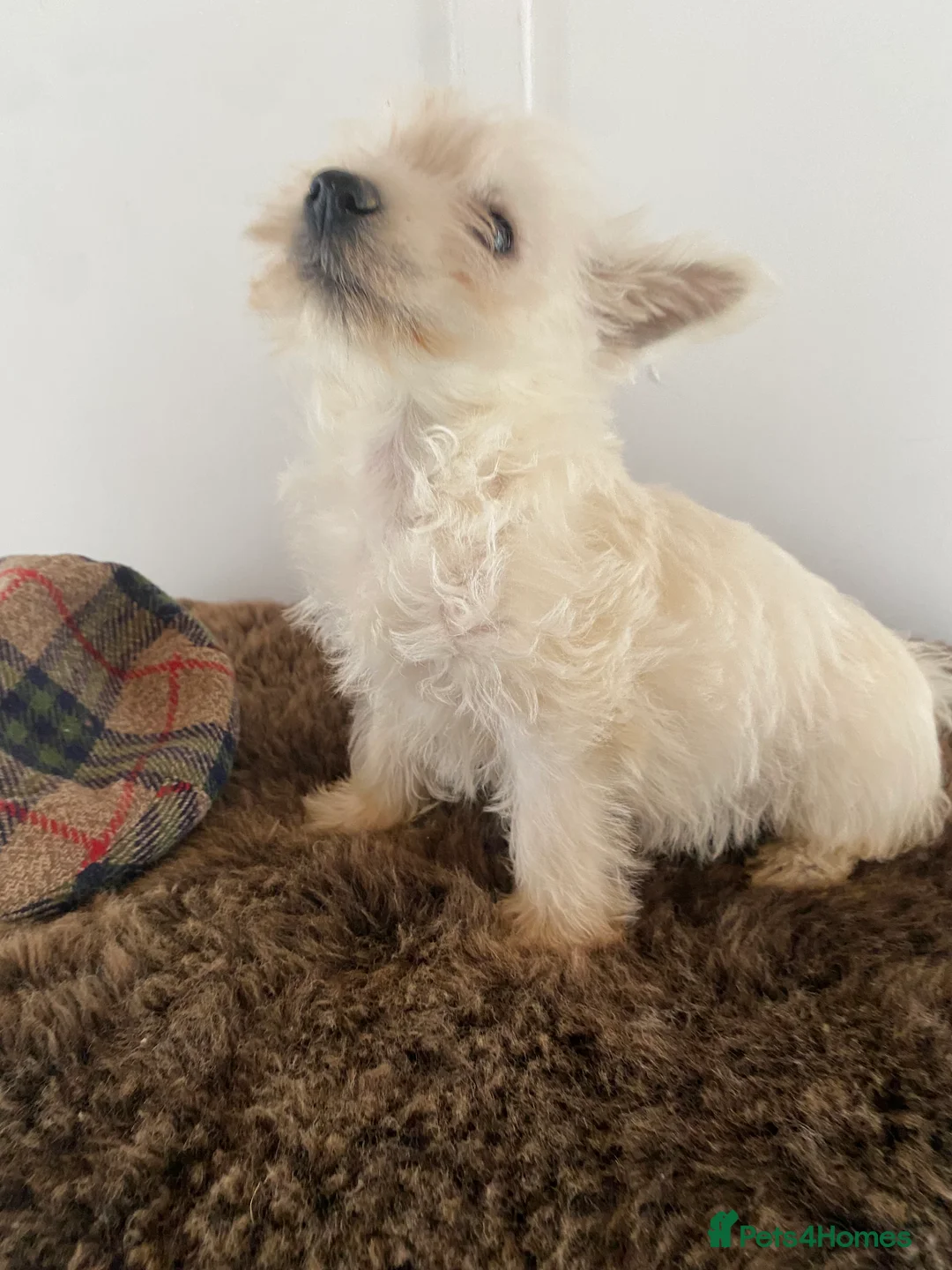 West Highland Terrier dogs for sale: West highland terrier  - Advert 9