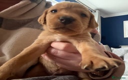 Labrador Retriever dogs for sale: Fox Labrador retriever puppies - Image 3