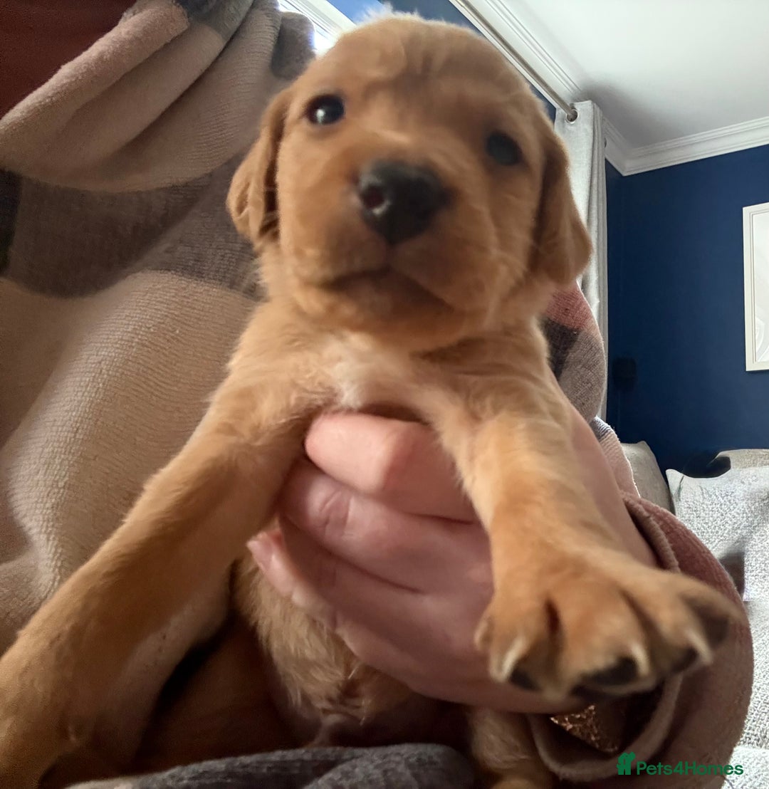 Labrador Retriever dogs for sale: Fox Labrador retriever puppies - Image 3