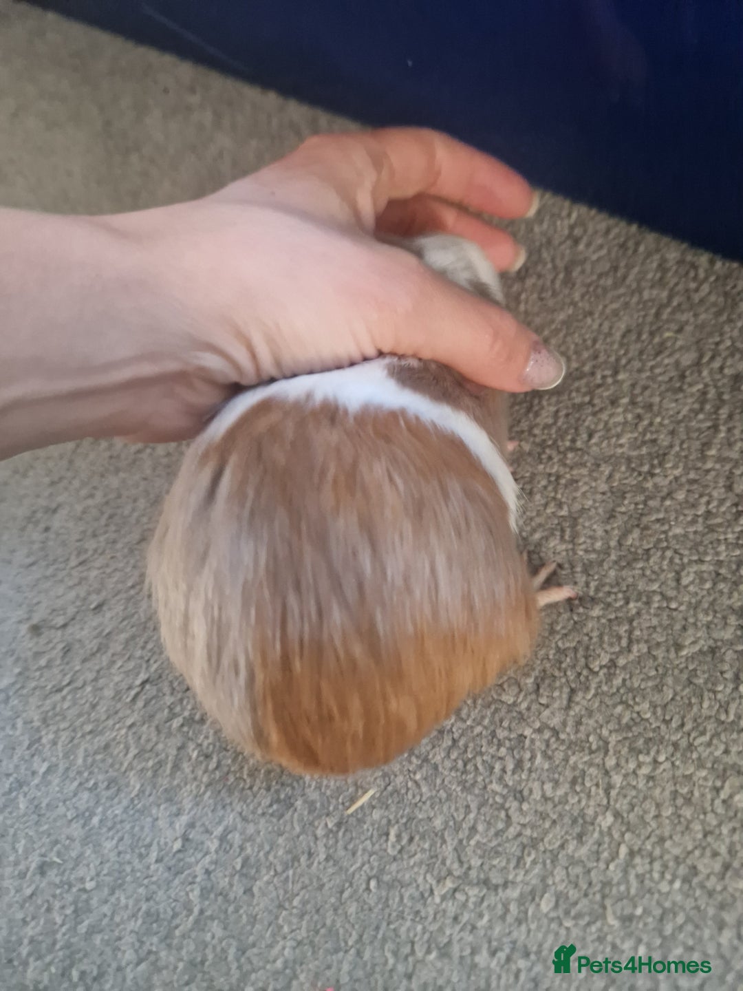 Guinea Pig rodents for sale: Baby Guinea Pig for sale - Advert 2