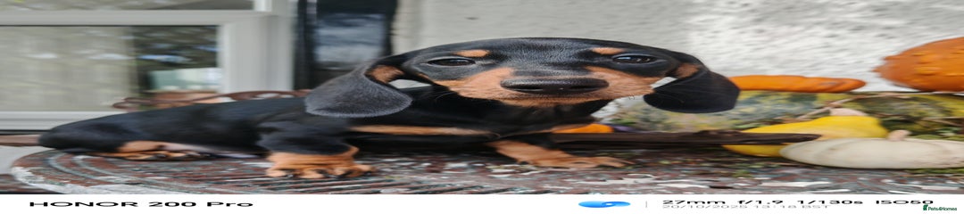 Miniature Dachshund Puppy 2